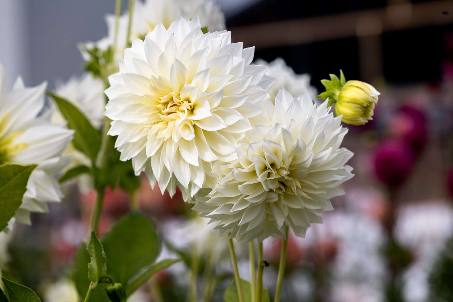 Dahlie 'Café au Lait Suprême'